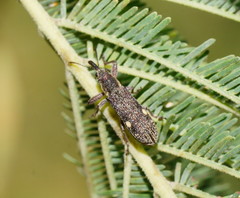 Rhinotia bimaculata