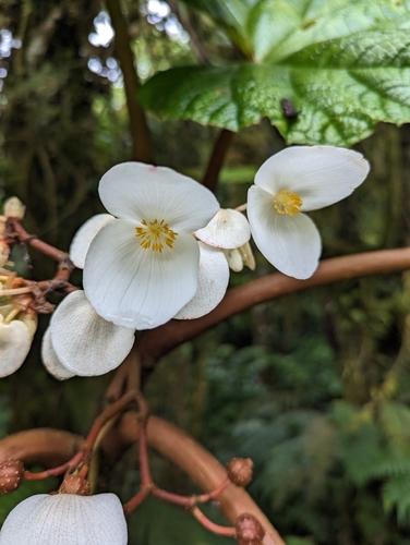 Begonia baccata, photograph 3