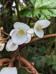 Begonia baccata, photograph (c) Sam J. Thomas, some rights reserved (CC BY)