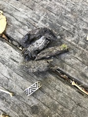 Urocyon cinereoargenteus californicus