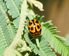 Peltoschema oceanicum