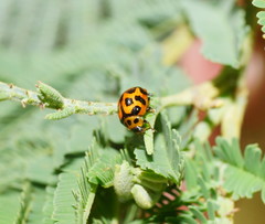Peltoschema oceanicum