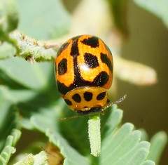 Peltoschema oceanicum