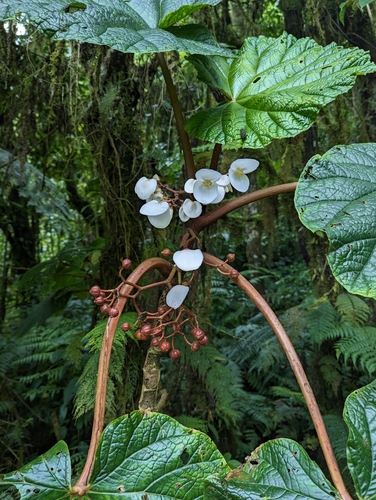 Begonia baccata, photograph 4