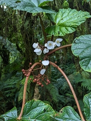 Begonia baccata, photograph (c) Sam J. Thomas, some rights reserved (CC BY)