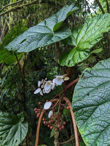 Begonia baccata, photograph 5