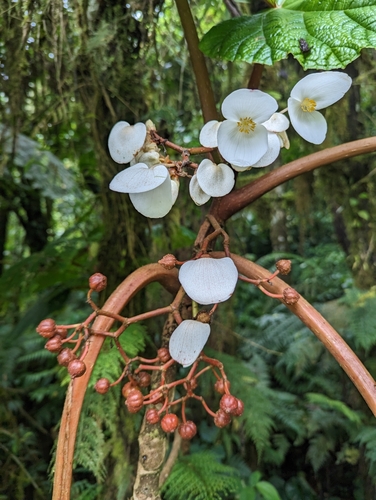 Begonia baccata, photograph 6