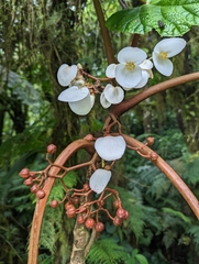 Begonia baccata, photograph (c) Sam J. Thomas, some rights reserved (CC BY)