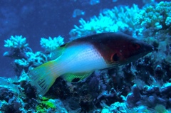 Bodianus axillaris