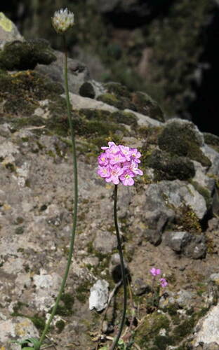 Armeria image