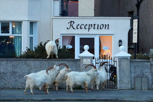 Great Orme feral goats invading town.