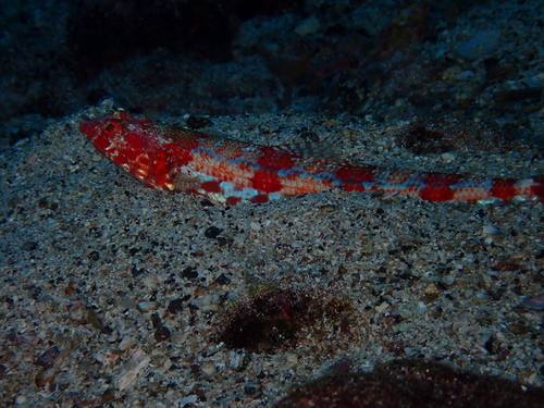 Sauro Lizardfish