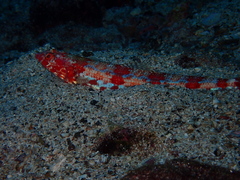 Calico Lizardfish photo 2