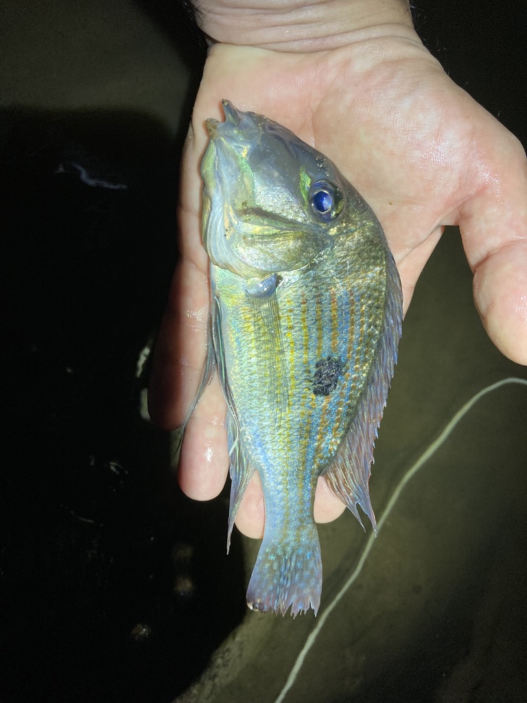 Eartheater (Geophagus brachybranchus) — Cichlidae