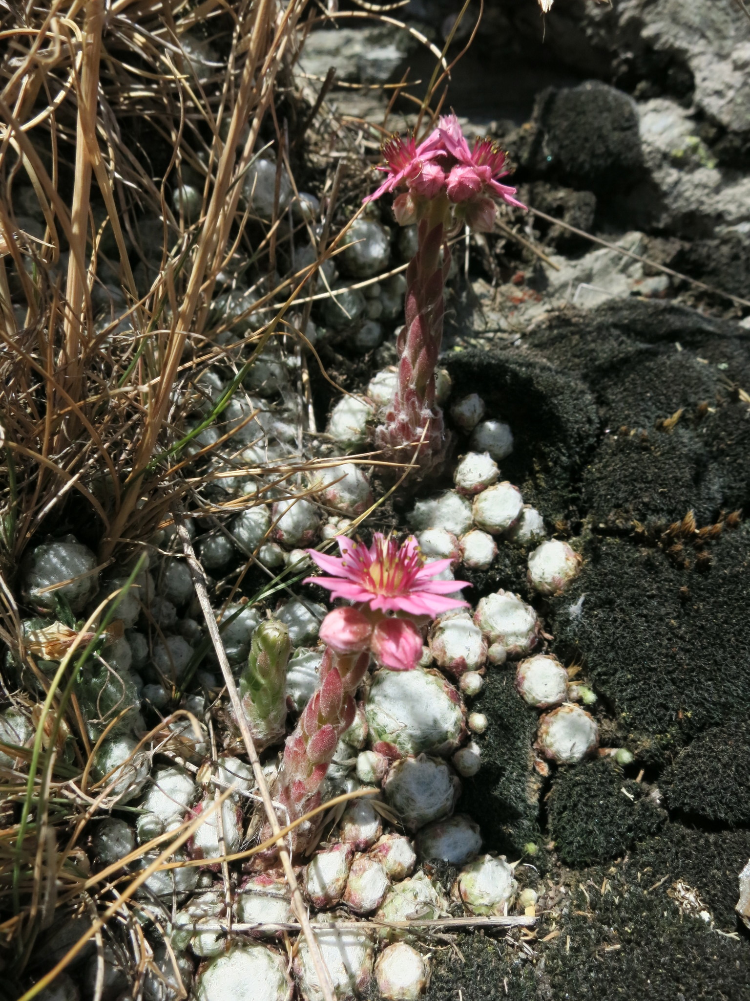 Sempervivum tomentosum C.B.Lehm. & Schnittsp. 2