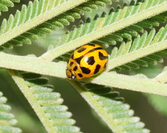 Peltoschema oceanicum