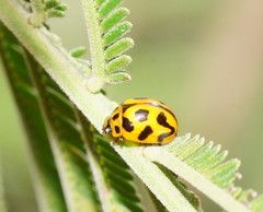 Peltoschema oceanicum