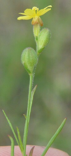 Image of Oenothera linifolia by (c) Dan Johnson, some rights reserved (CC BY)