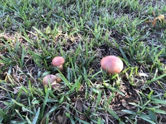 Suillellus