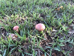 Suillellus