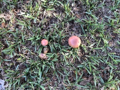 Suillellus