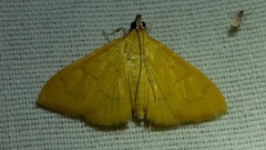 Loxomorpha flavidissimalis