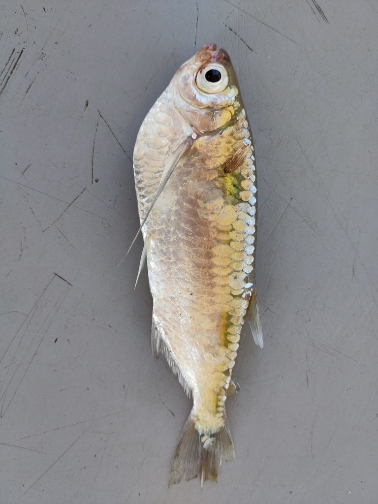 Triportheus brachipomus