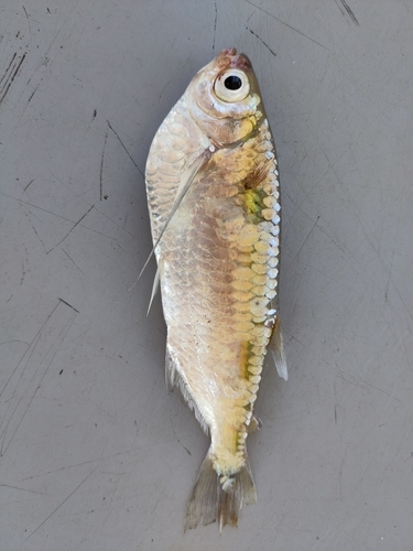 Triportheus brachipomus