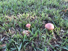 Suillellus