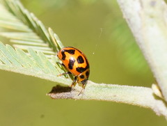 Peltoschema oceanicum