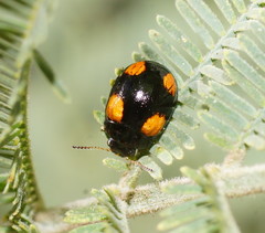 Peltoschema tetraspilotum