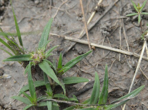 Image of Prairie Mexican Clover (Richardia tricocca) by (c) Dan Johnson, some rights reserved (CC BY)