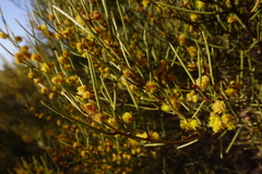 Acacia euthycarpa euthycarpa