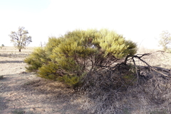 Acacia euthycarpa euthycarpa