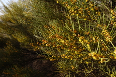 Acacia euthycarpa euthycarpa