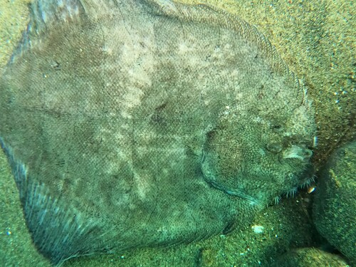 Mazatlan sole (Achirus mazatlanus) — Achiridae