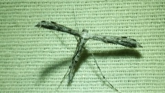 Hellinsia inquinatus