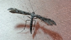 Hellinsia inquinatus