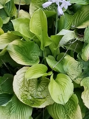 Hosta sieboldiana