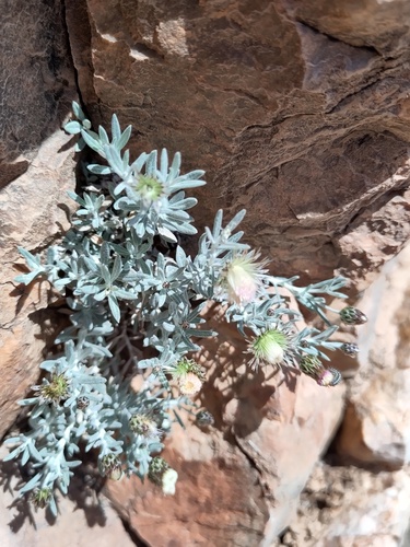 Phagnalon bicolor