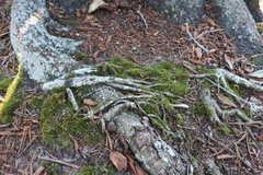 Bryophyta