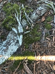 Bryophyta