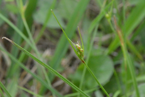 Image of Scleria pauciflora by (c) Dan Johnson, some rights reserved (CC BY)