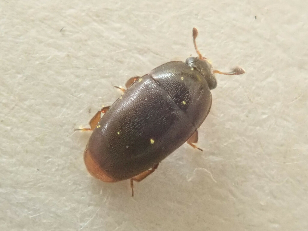 Lamiogethes haemorrhoidalis