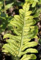 Polypodium calirhiza image