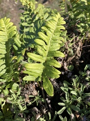 Polypodium calirhiza image