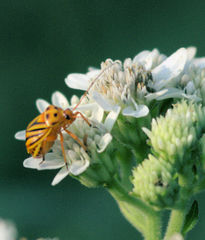 Calocoris barberi