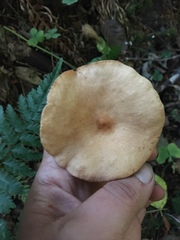 Paxillus involutus image