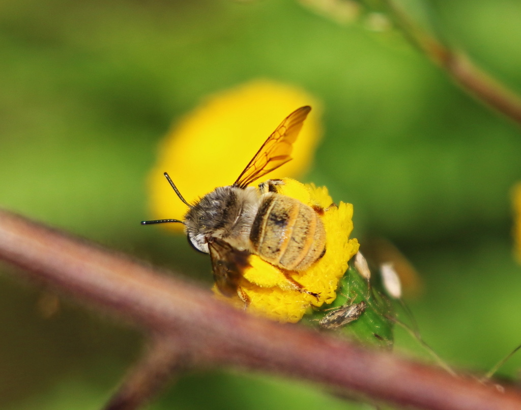 Anthophora auone