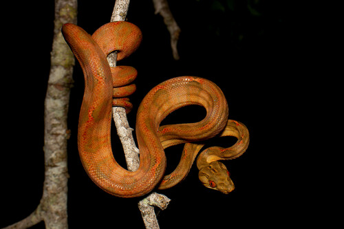 Garden Tree Boa